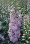 Seminte profesionale Delphinium hybrid - Nemtisor - imagine 49162